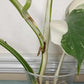 Monstera Albo A11 Reserved Esmeralda Rodriguez Sandoval