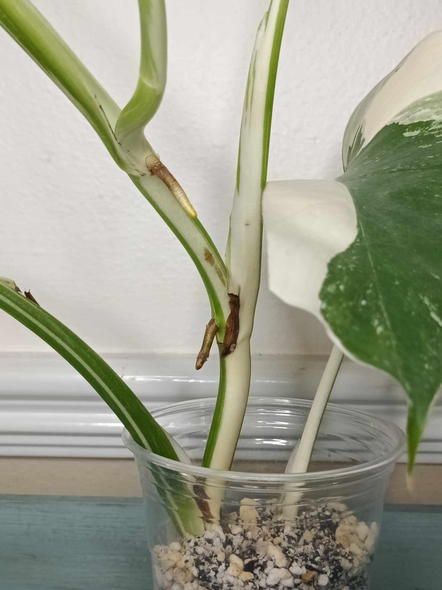 Monstera Albo A11 Reserved Esmeralda Rodriguez Sandoval