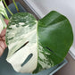 Monstera Albo A6