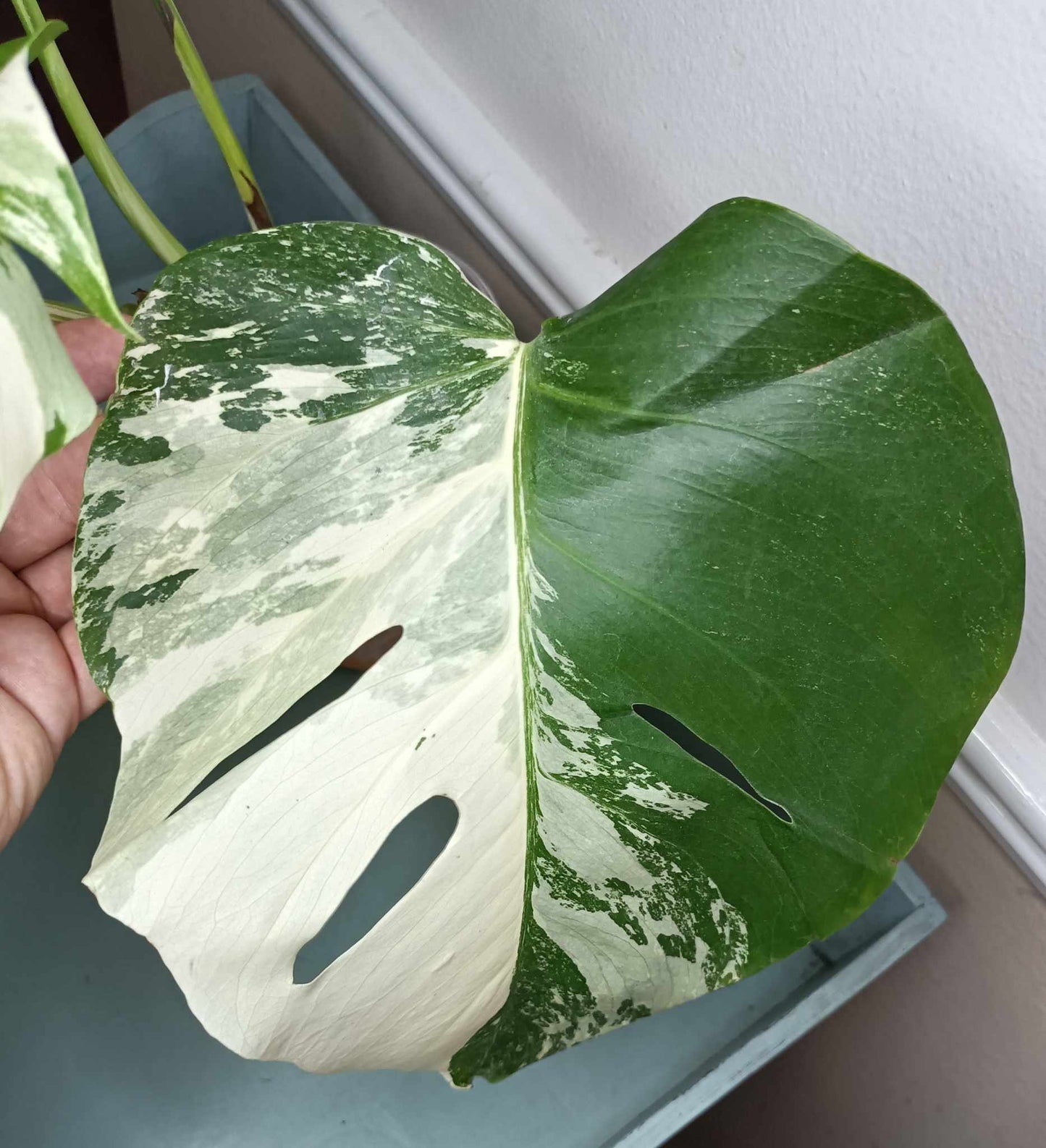 Monstera Albo A6