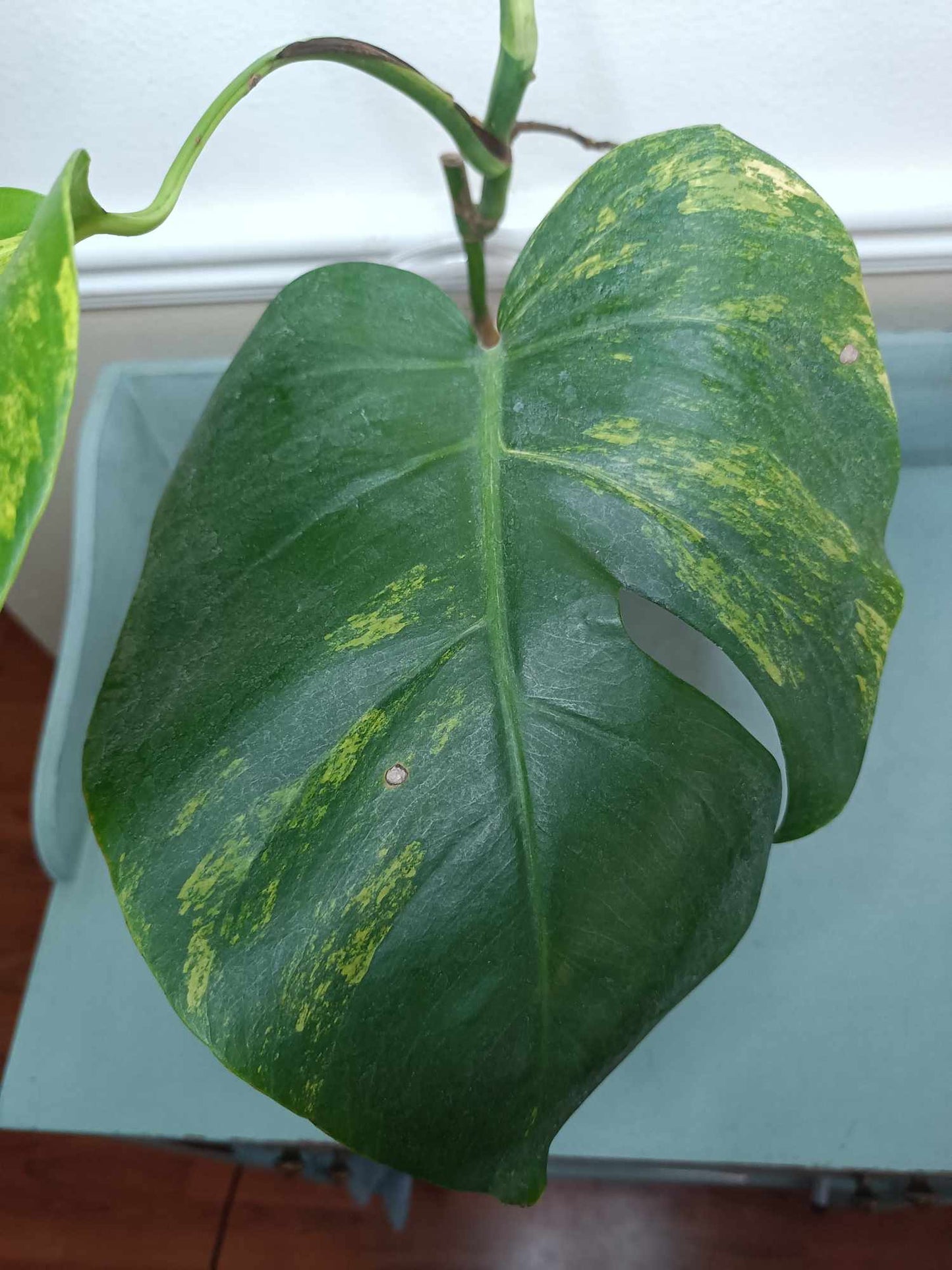 Monstera Aurea AU2