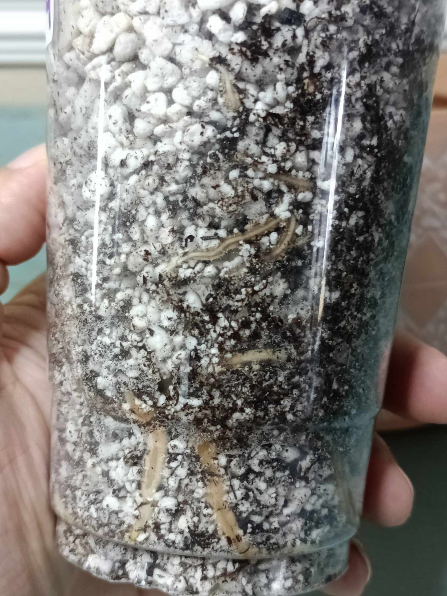 Monstera Albo A9