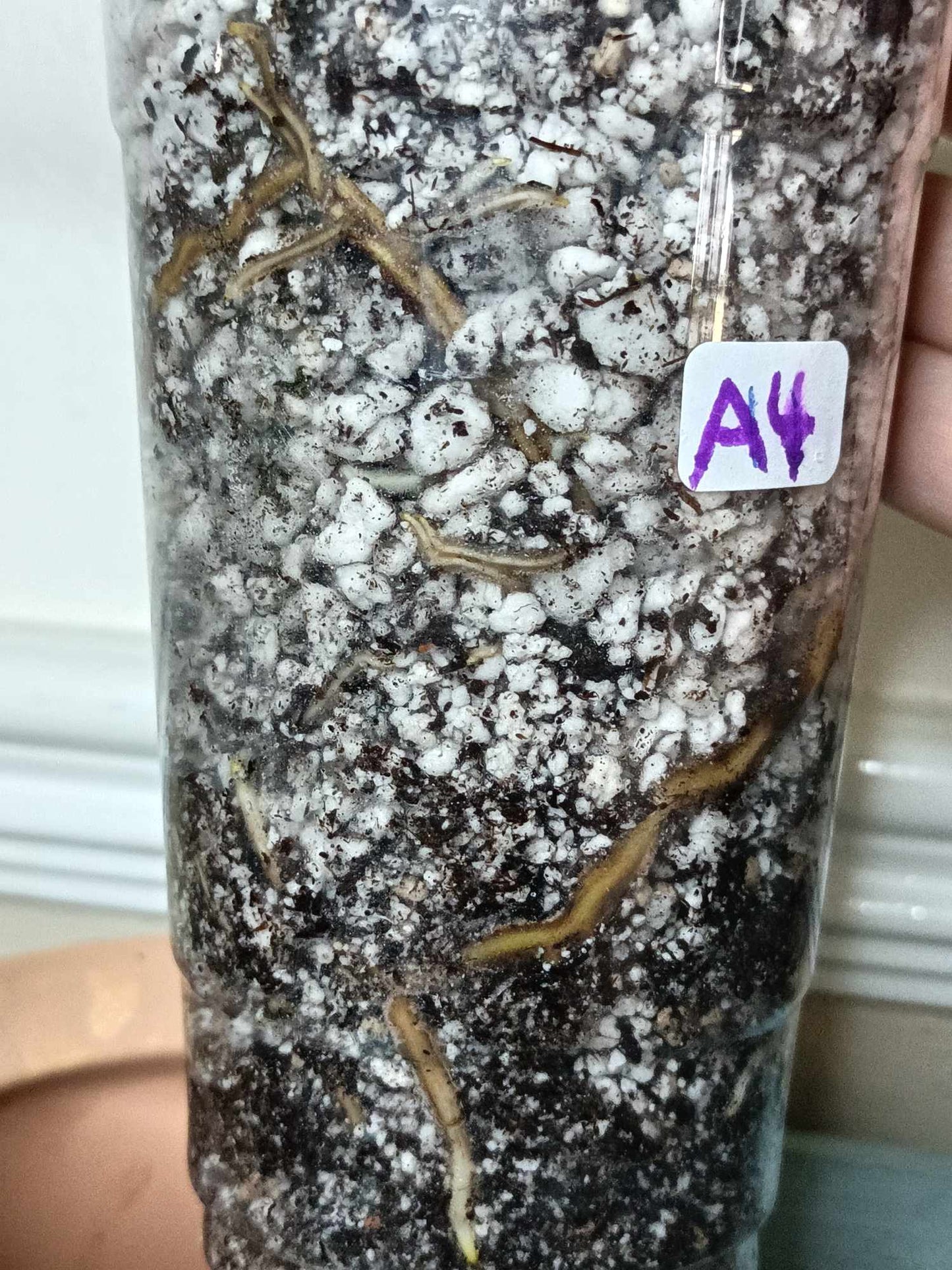 Monstera Albo A4