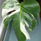 Monstera Albo A6