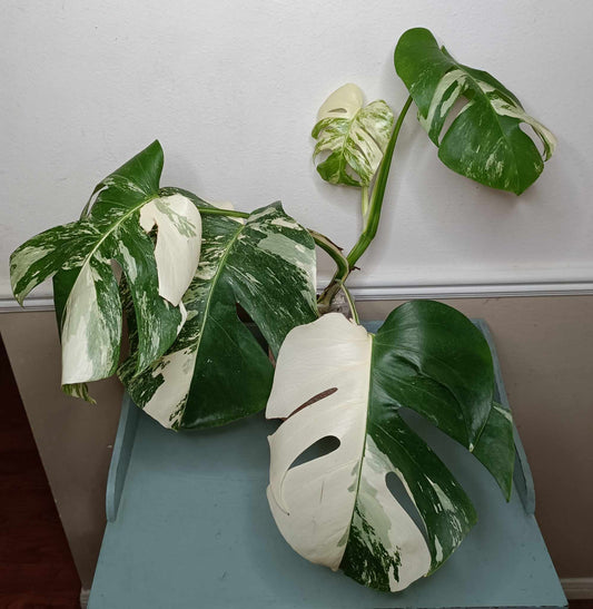 Monstera Albo A2