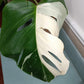 Monstera Albo A4