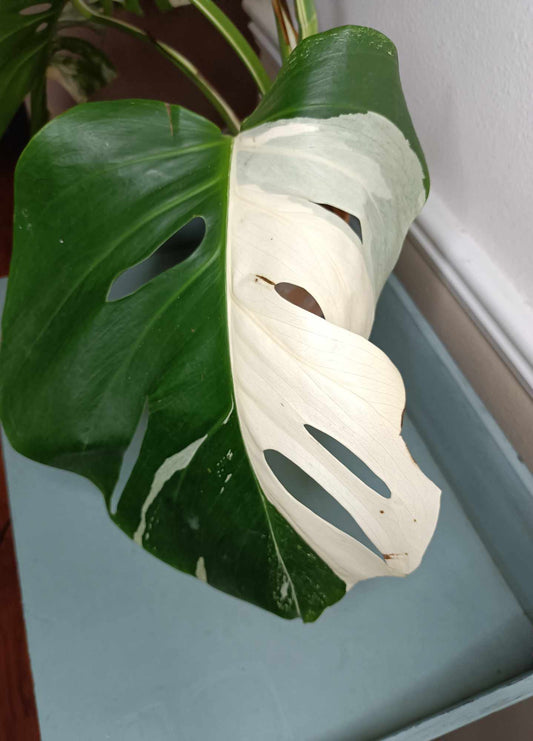 Monstera Albo A4