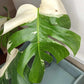 Monstera Albo A8