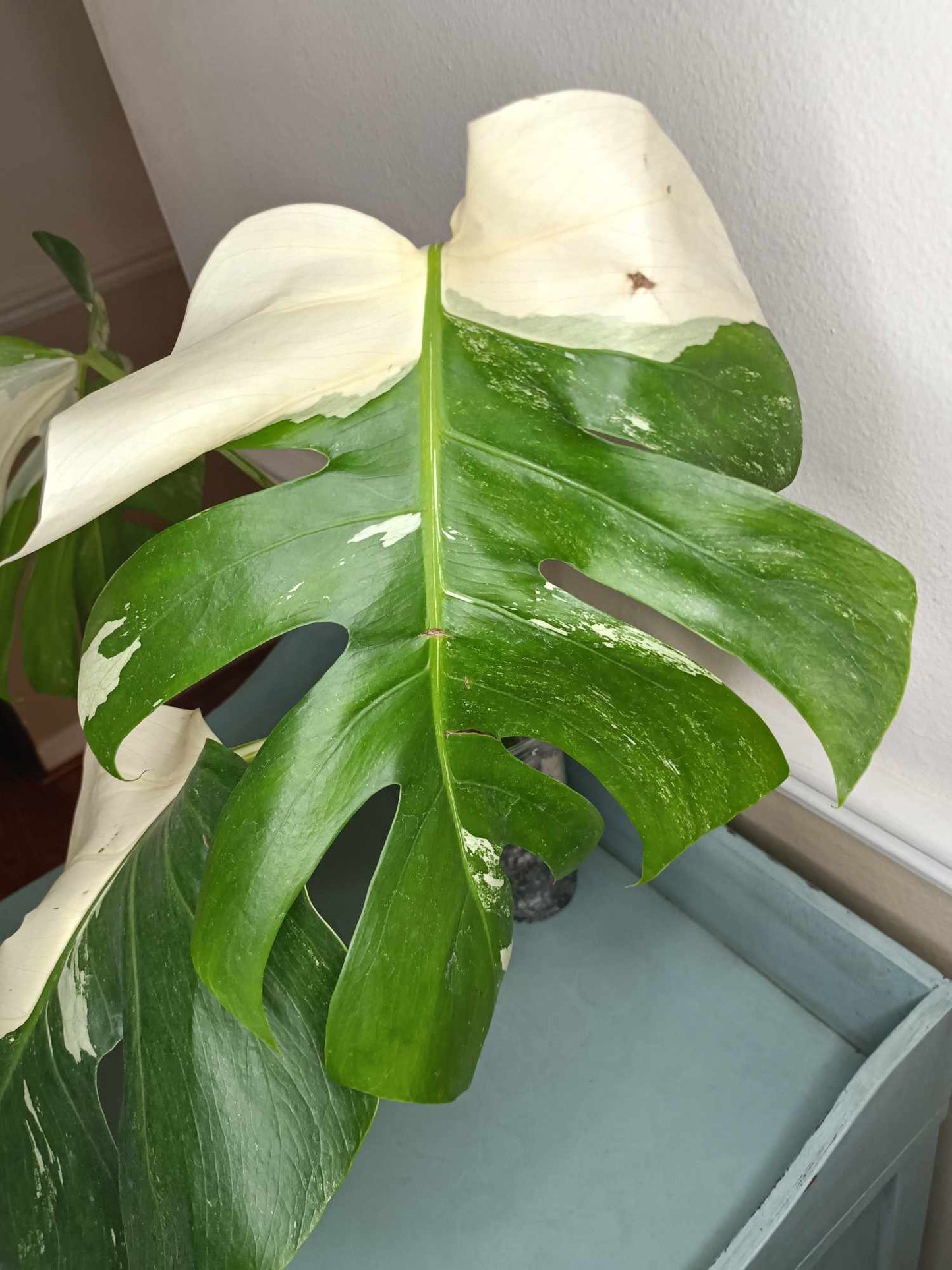 Monstera Albo A8