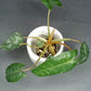 GREEN BILLIETIAE #1- STARTER PLANT-