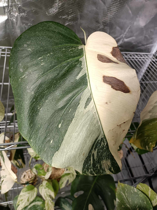 Kynzie Rae Monstera Albo half moon mid cut