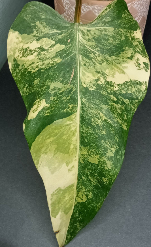 DOMESTICUM VARIEGATED# 2