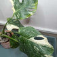 Monstera Thai Con T5