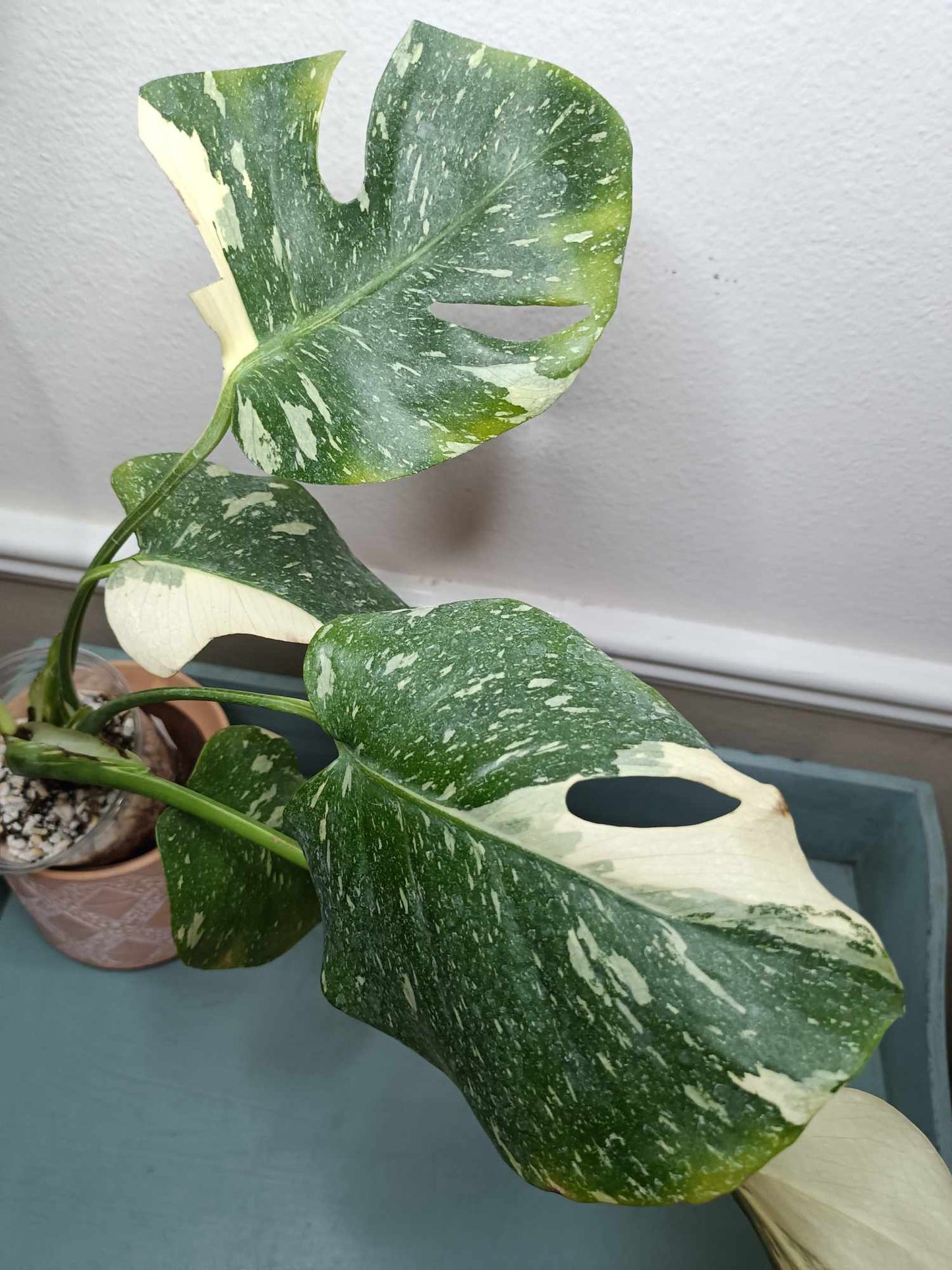 Monstera Thai Con T5