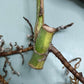 Monstera Aurea Cutting