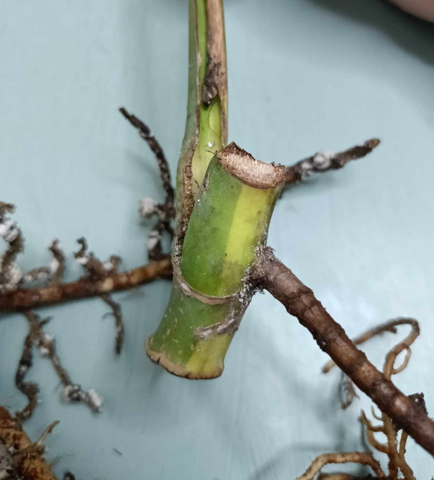 Monstera Aurea Cutting