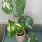 Monstera Thai Con T6