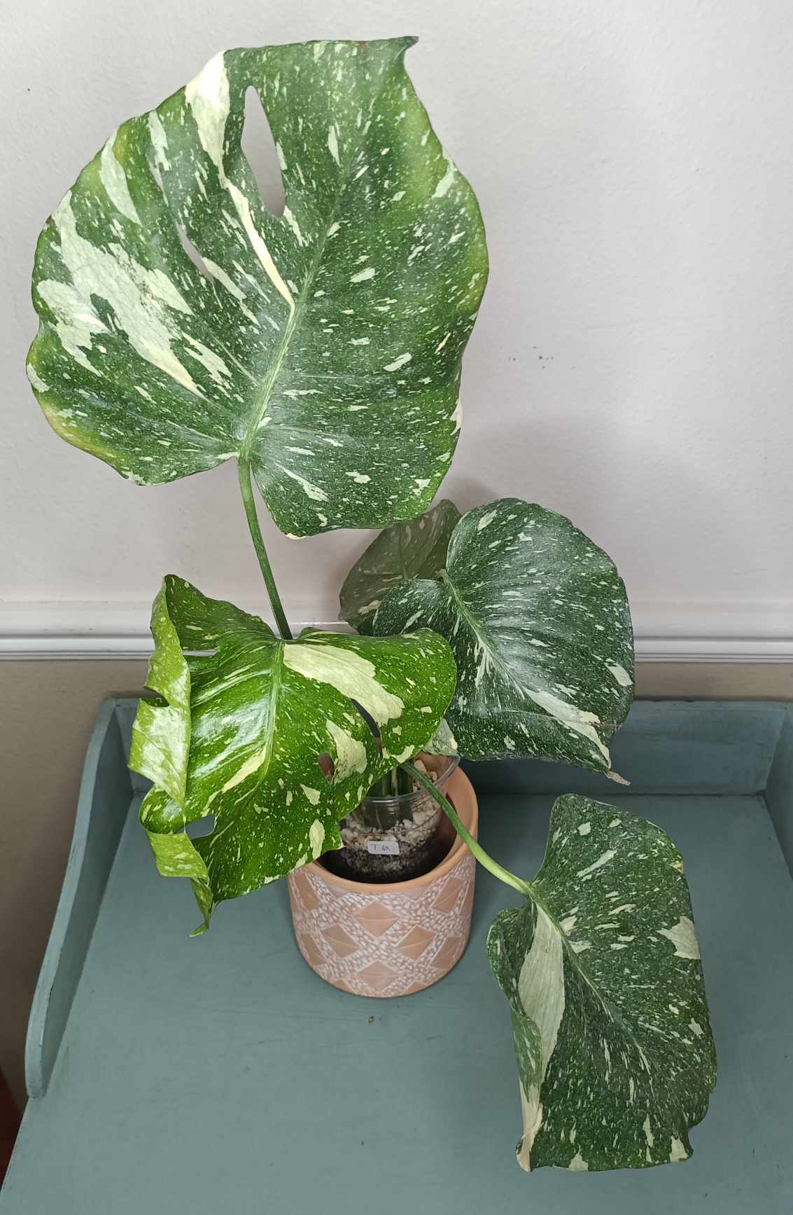 Monstera Thai Con T6