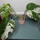 Monstera Albo A9