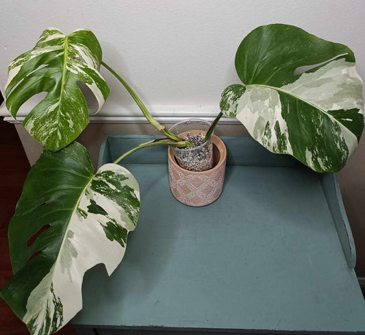 Monstera Albo A9