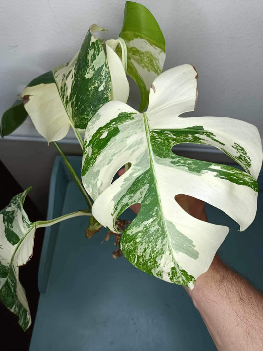 Lea Gessford Monstera Albo High Var. 5 leaf
