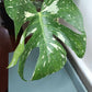 Monstera Thai Con T13