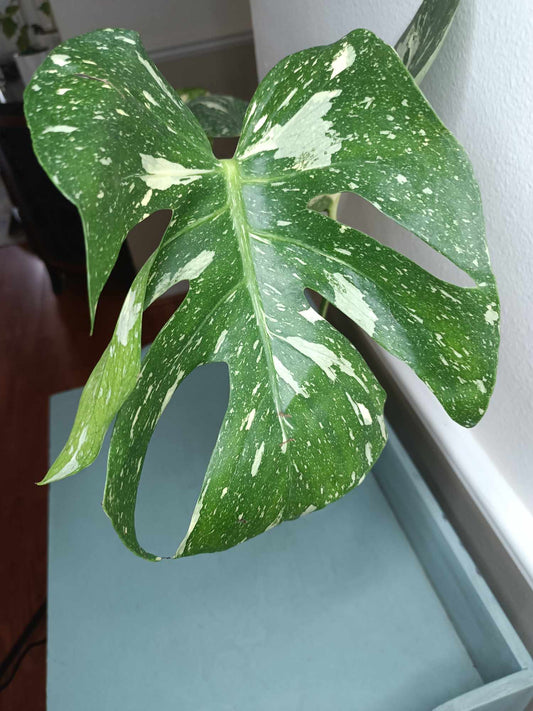 Monstera Thai Con T13