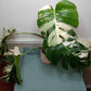 Monstera Albo A4