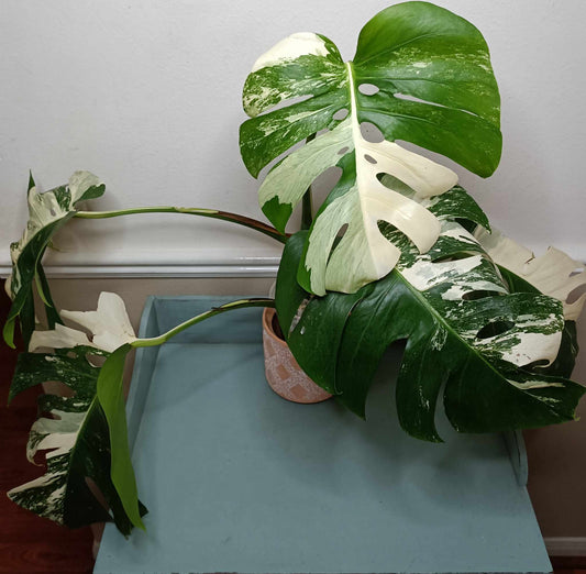 Monstera Albo A4