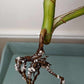 Monstera Aurea Multiple Leaves Cutting Lauren Heaton