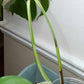 Monstera Albo A6