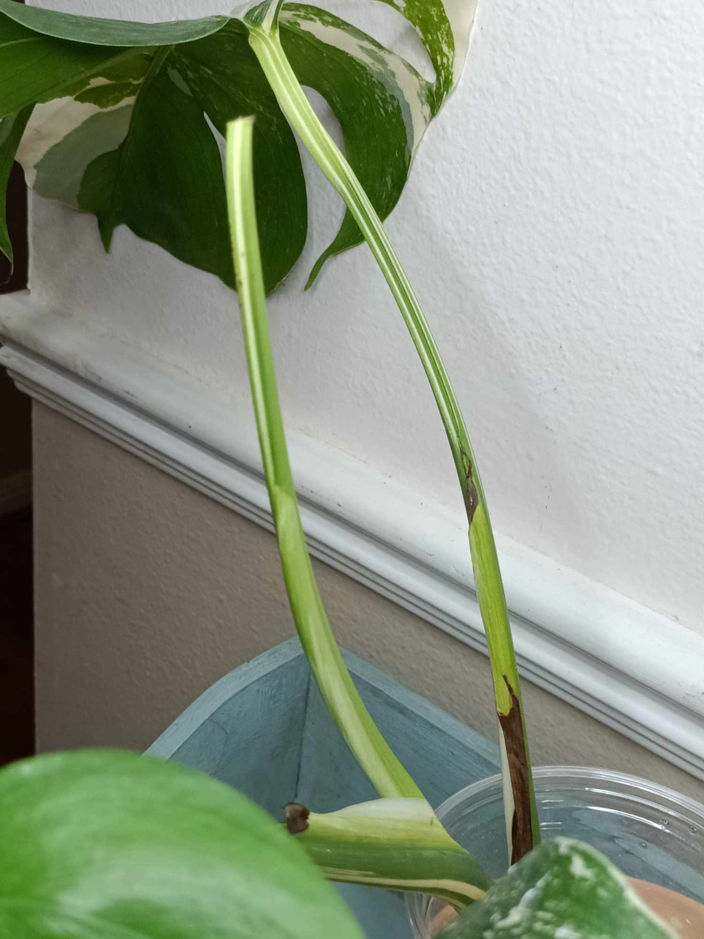 Monstera Albo A6