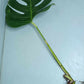 Monstera Aurea Cutting