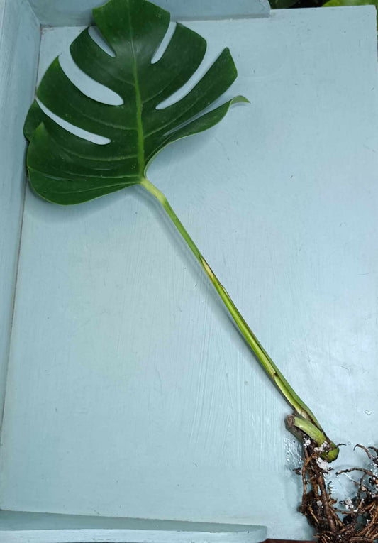 Monstera Aurea Cutting