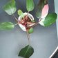 PINK PRINCESS #1-STARTER PLANT-