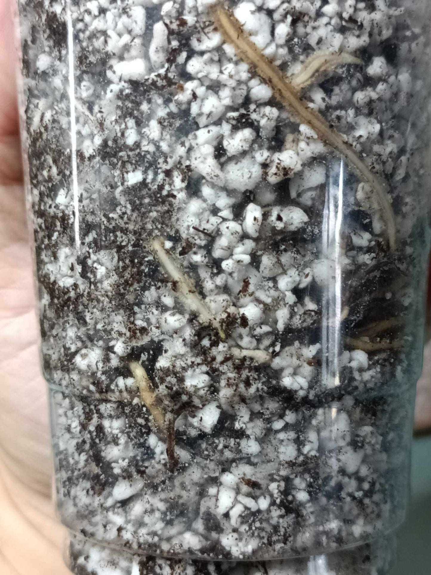 Monstera Albo A9