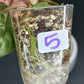 GREEN BILLIETIAE #5- STARTER PLANT-