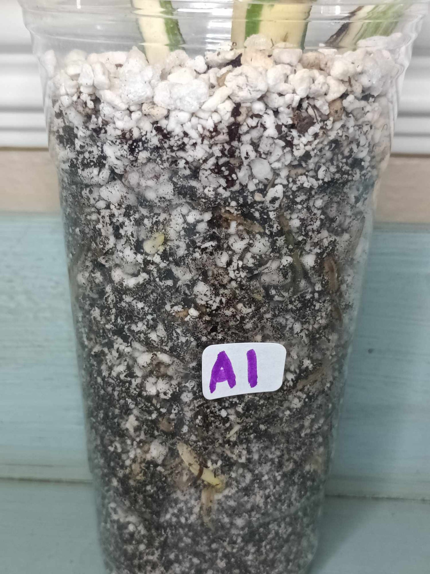 Monstera Albo A1