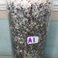 Monstera Albo A1