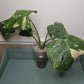 Monstera Thai Con T16