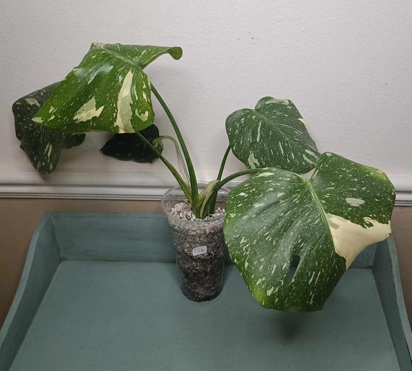 Monstera Thai Con T16