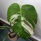 Monstera Albo A2