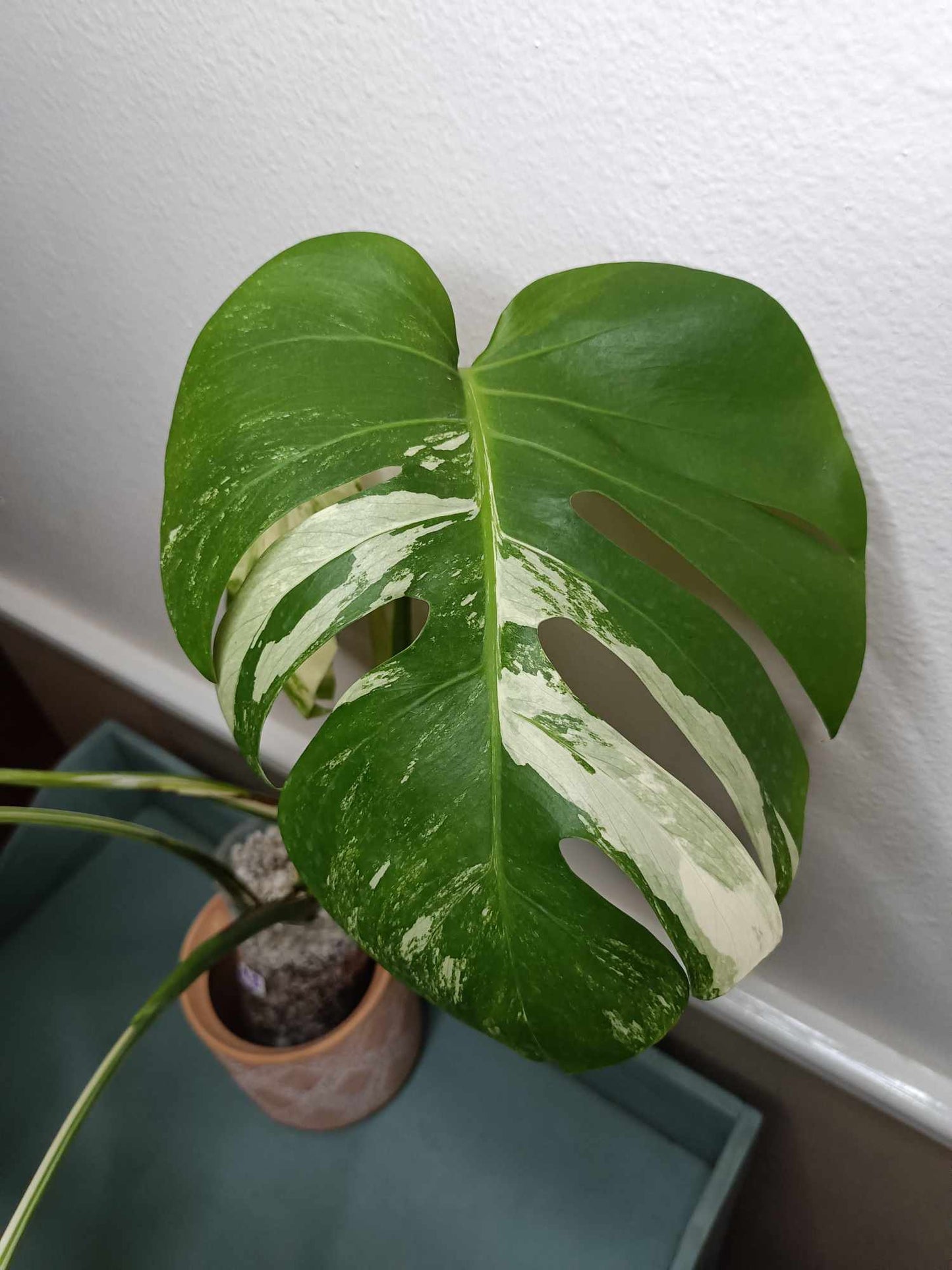 Monstera Albo A2