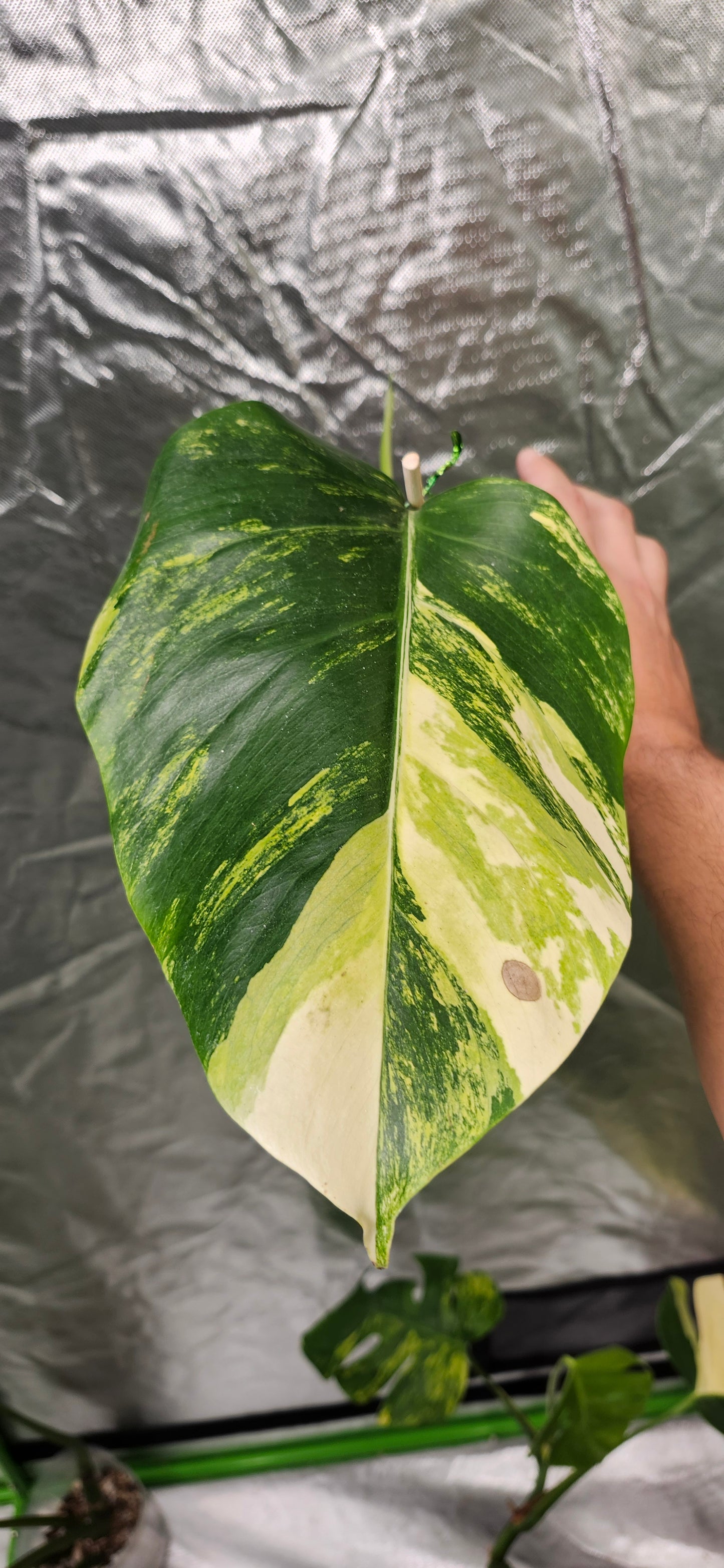 Monstera Brazilian mint mid cut and Aurea Mid Cut Reserved for Ashley Wofford