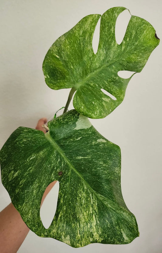 Monstera Platinum reserved for Matt Harvey