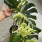 Monstera Jade Dragon and masterpiece indo reserved for Zehn Tropical
