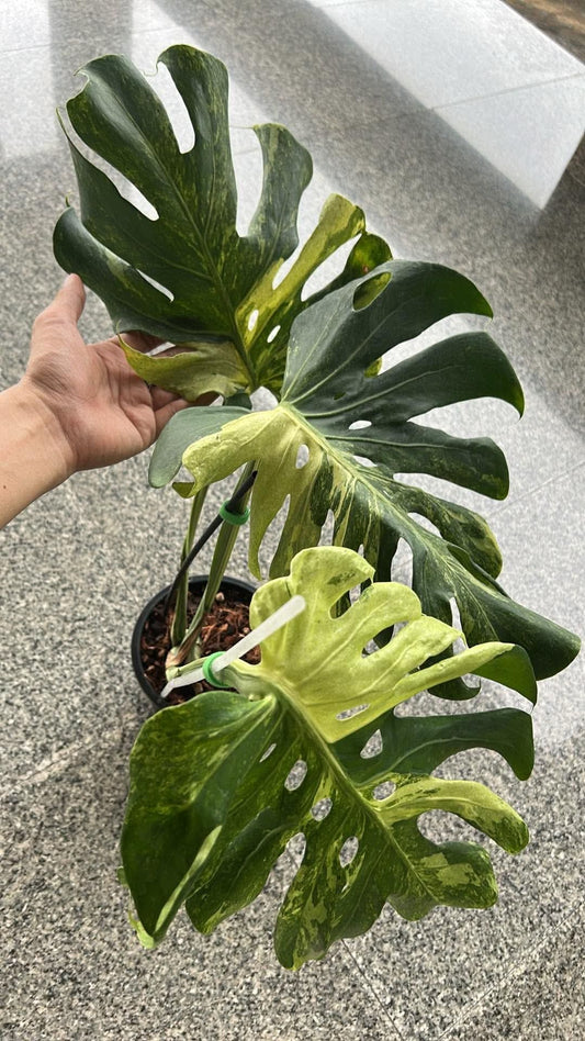 Monstera Jade Dragon and masterpiece indo reserved for Zehn Tropical
