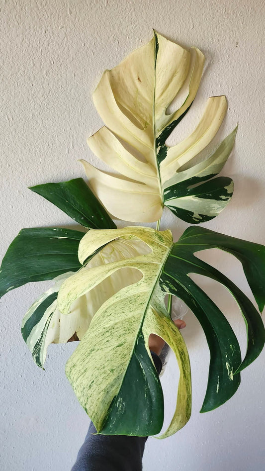 Monstera Mint NOID- Reserved Maria Audette