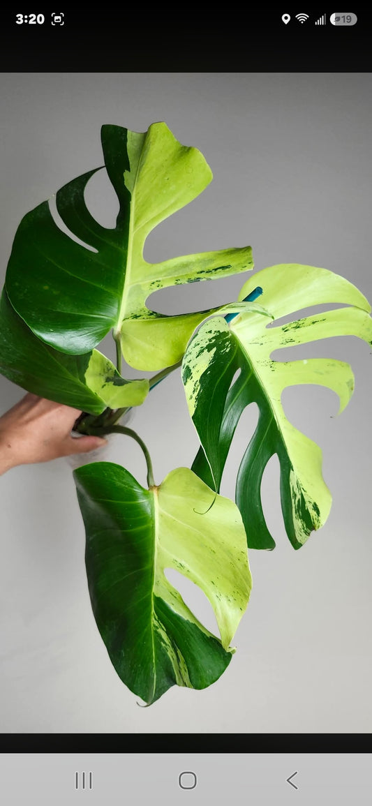 Monstera Light Lime +5% pay in 4- Reserved Brenda Sanchez