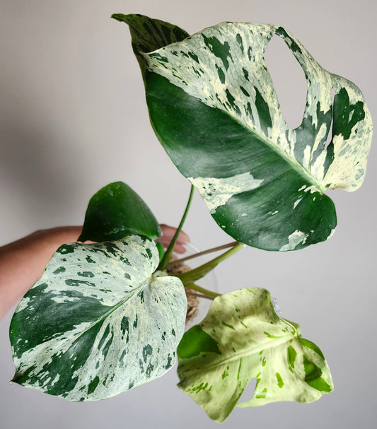 Monstera Bulbasaur #1 & #4 - Reserved Jessica Rahal